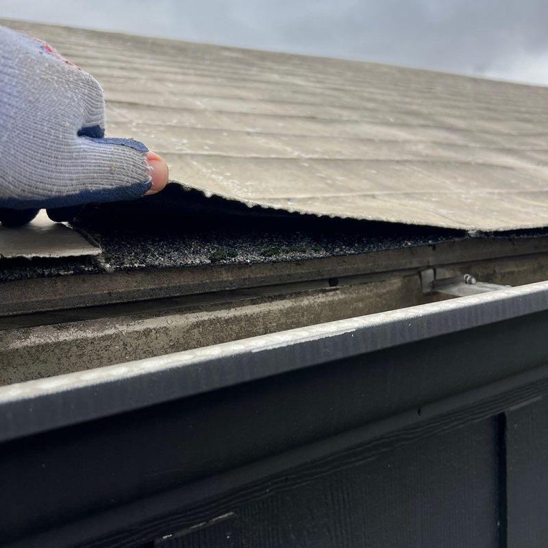Asphalt shingle roof lifting to show underlayer damage