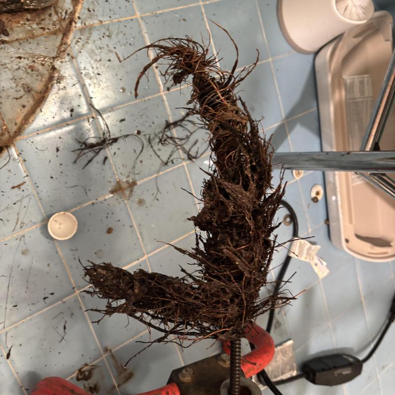 Toilet drain snake with root intrusion debris removal