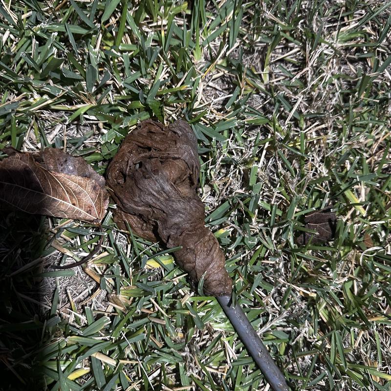 Drainpipe clog with wet wipes buildup on grass