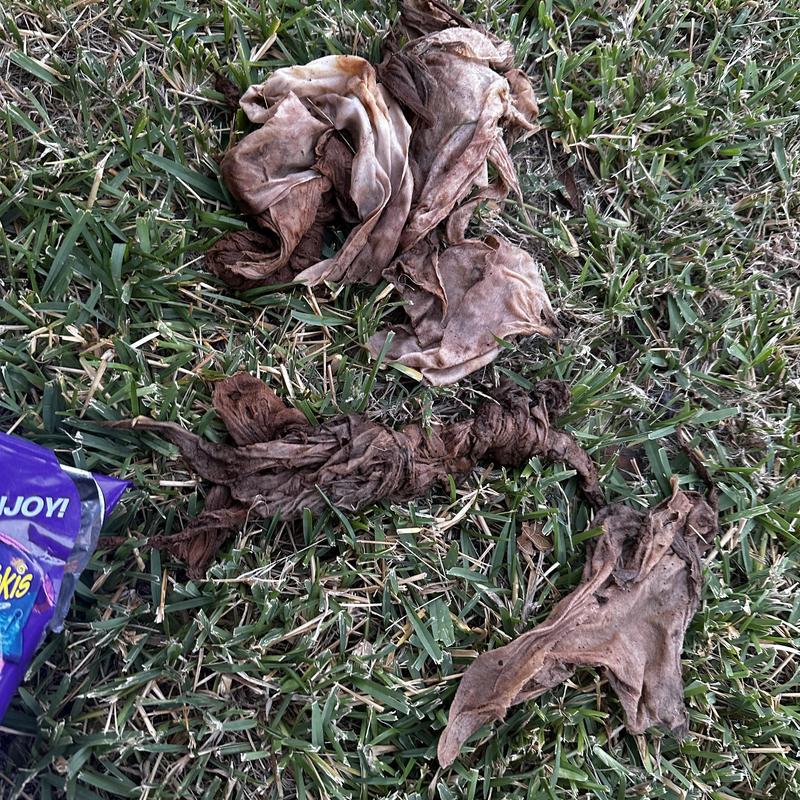 Wet wipes causing major drain blockage removed from line