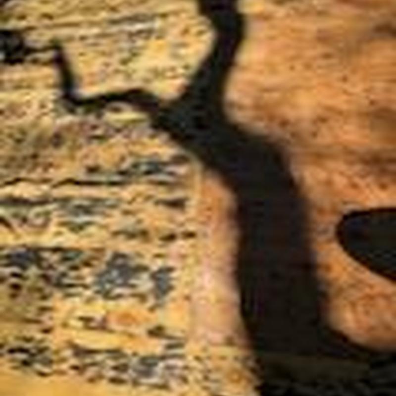 Asphalt shingle roof replacement with plywood repair