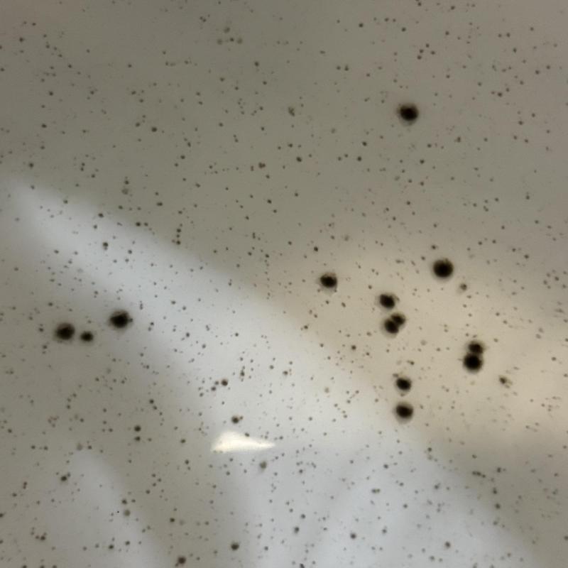 Kitchen sink drain line with black debris spots