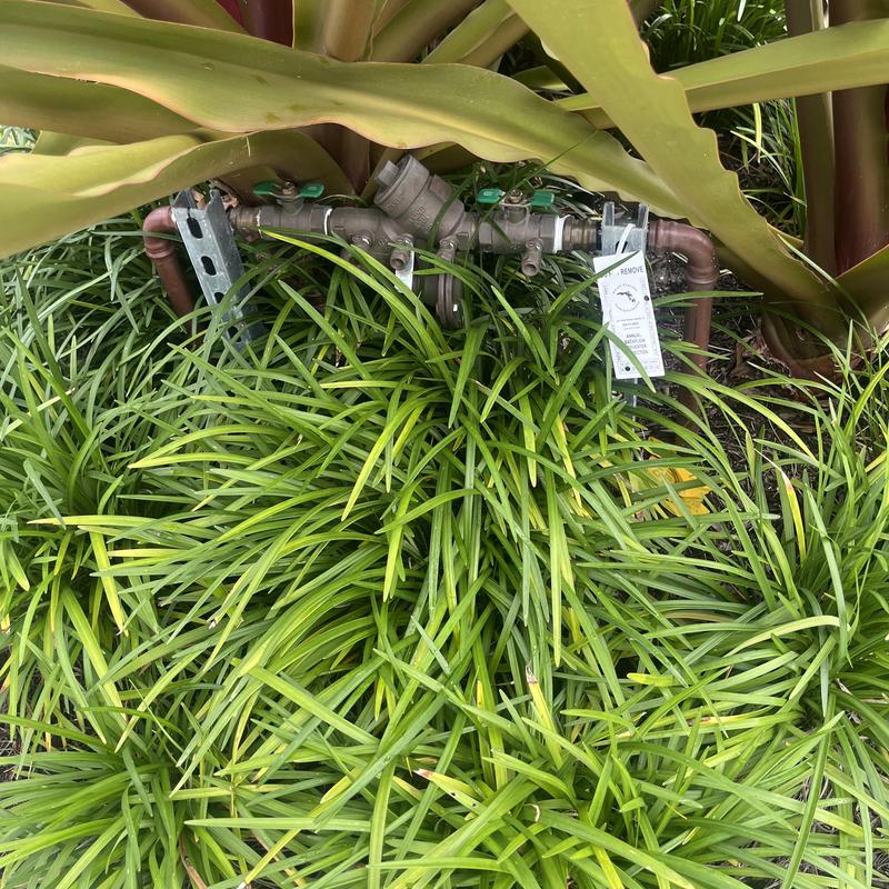 Backflow device and piping among green plants outdoors