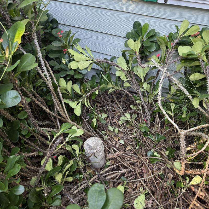Kitchen drain line cleanout outside house surrounded by plants
