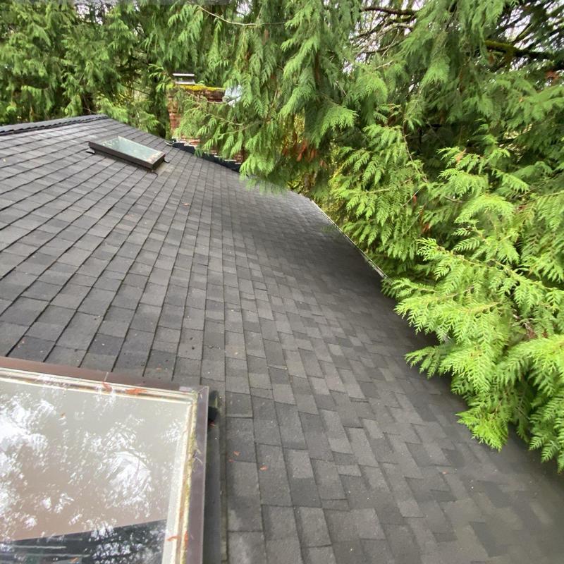 Roof shingles and skylights with nearby tree branches
