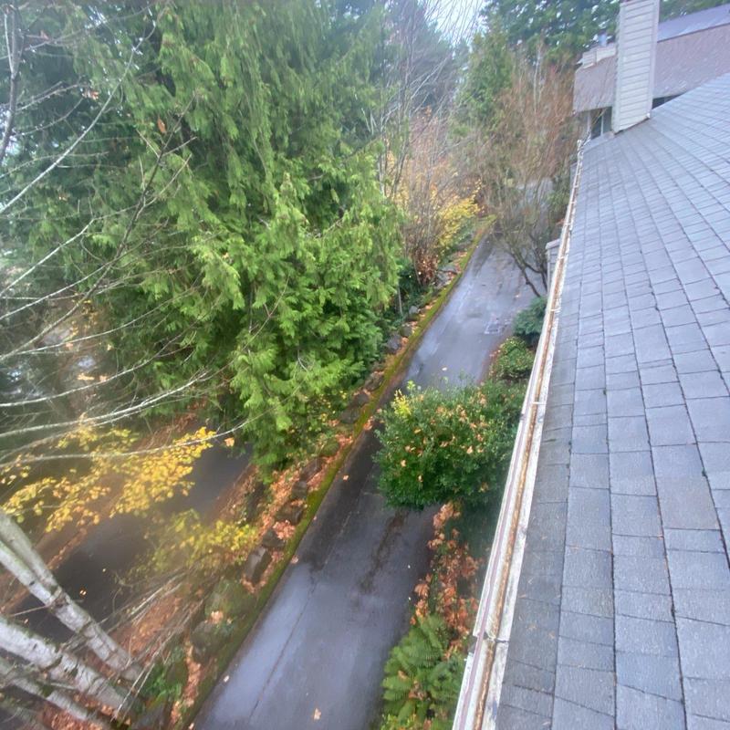 Gutter and roof with leaf debris and moss buildup