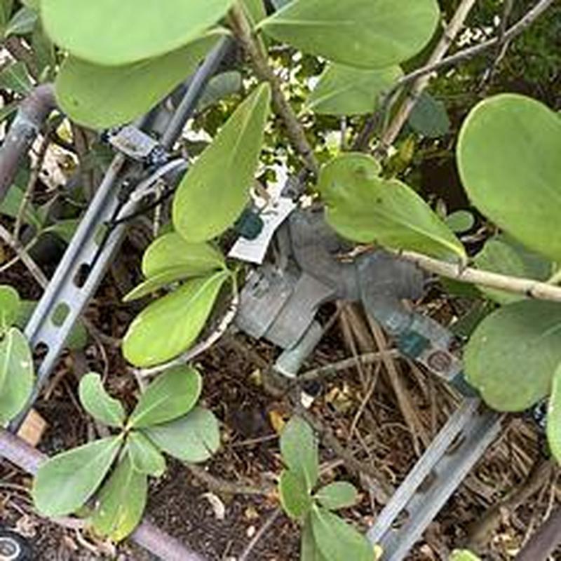 Backflow prevention device in shrubbery with test tag