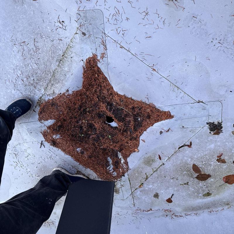 Roof drain clogged with pine needles and debris on flat roof