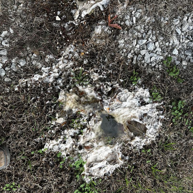 Main sewer line grease clog with residue on grass