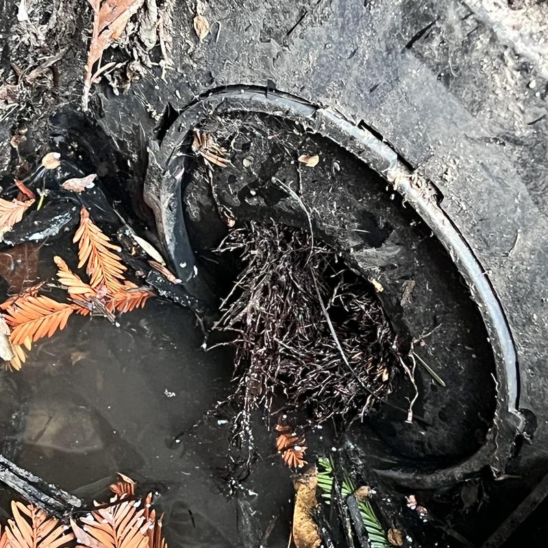 Storm drain clogged with roots and leaves in backyard