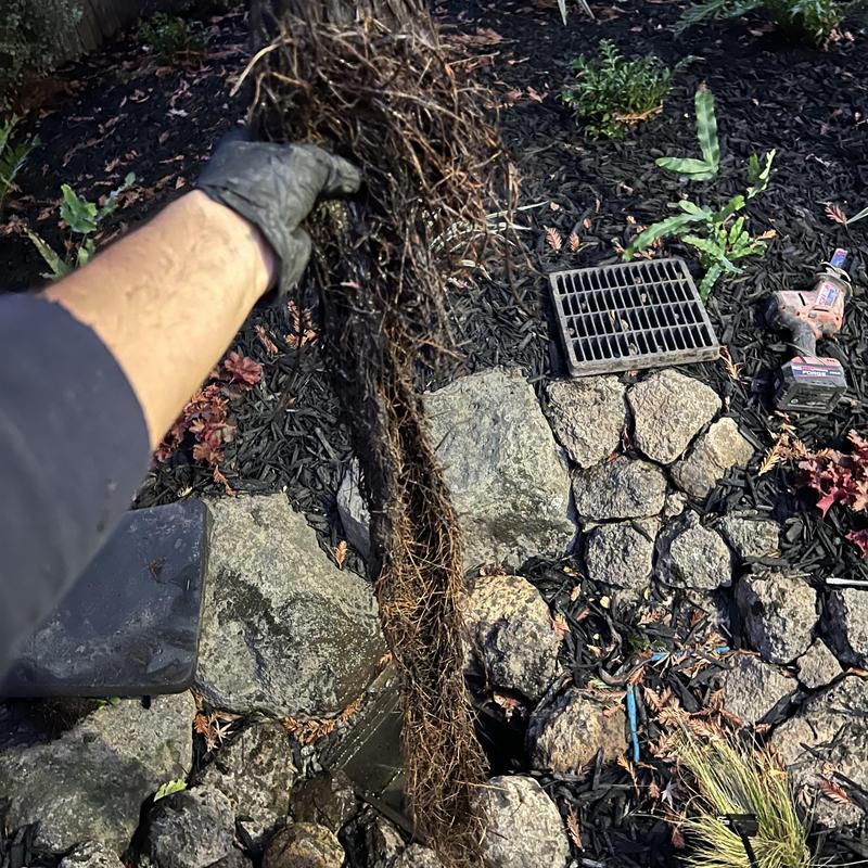 Backyard storm drain clogged with roots removed