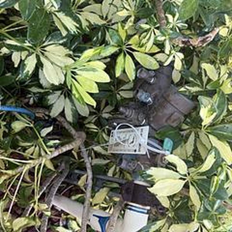 Backflow device inspection among foliage and pipes