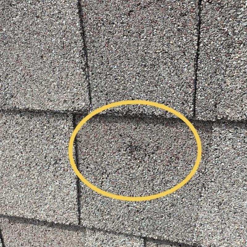 Asphalt shingle with hail damage circled in yellow