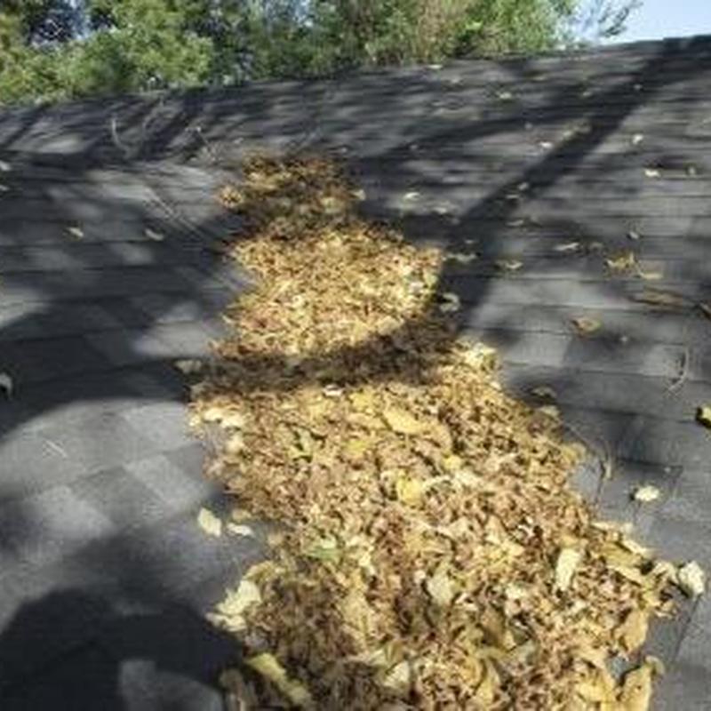 Asphalt shingle roof with leaf debris buildup