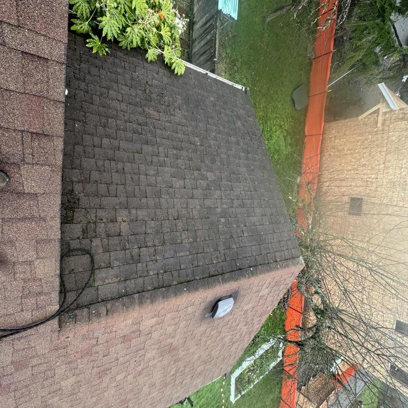 Asphalt shingle roof with moss buildup and cleaning prep
