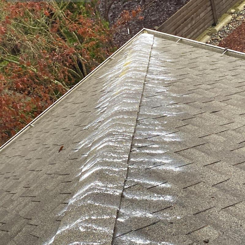 Roof shingles with applied moss treatment powder