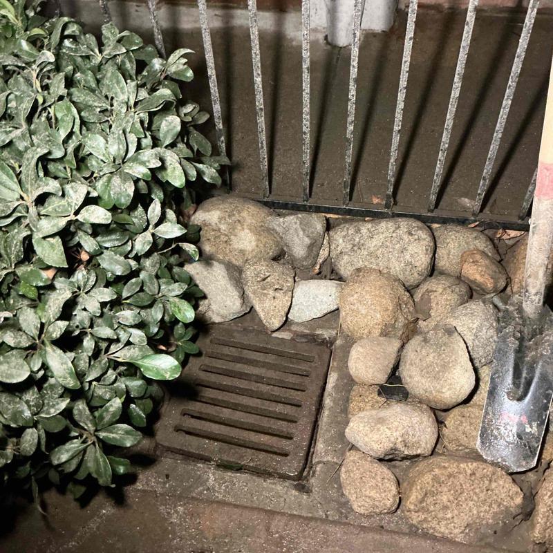 Area drain with surrounding rocks and foliage