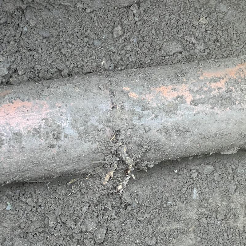 Sewer line with root intrusion damage in dirt trench