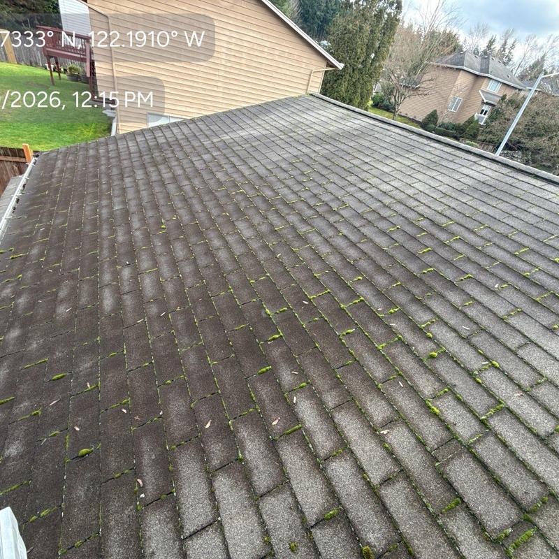 Asphalt shingle roof with moss growth during inspection