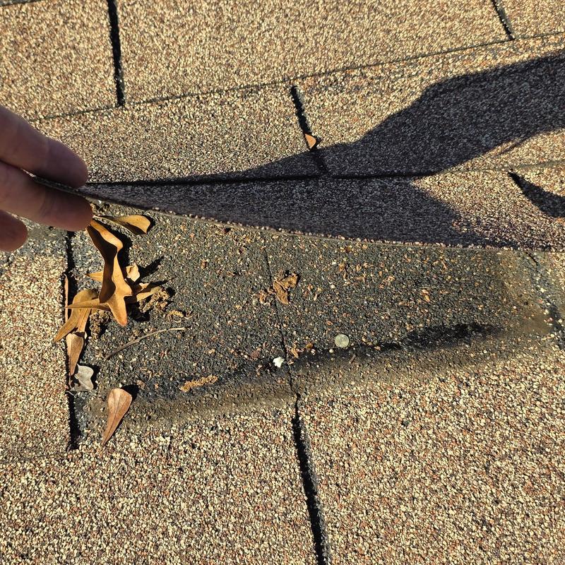 Asphalt roof shingle lifted to inspect hail damage