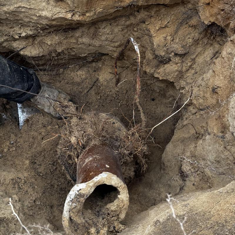 Collapsed underground drainage pipe with root intrusion