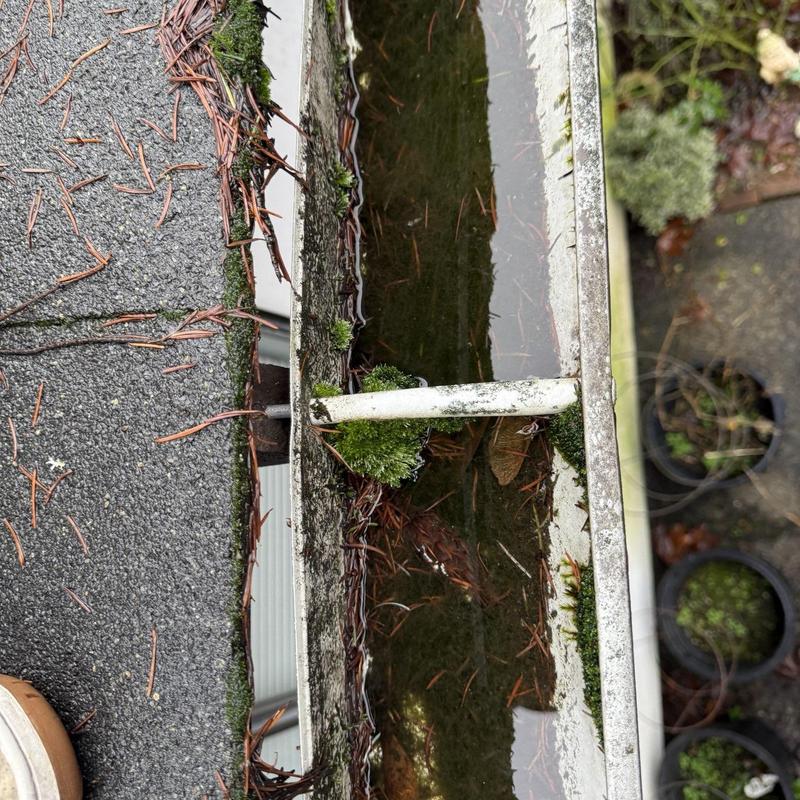 Gutter filled with water, debris, and moss buildup