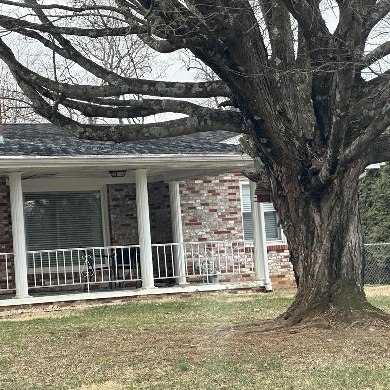 Roof shingles on residential home with large tree nearby