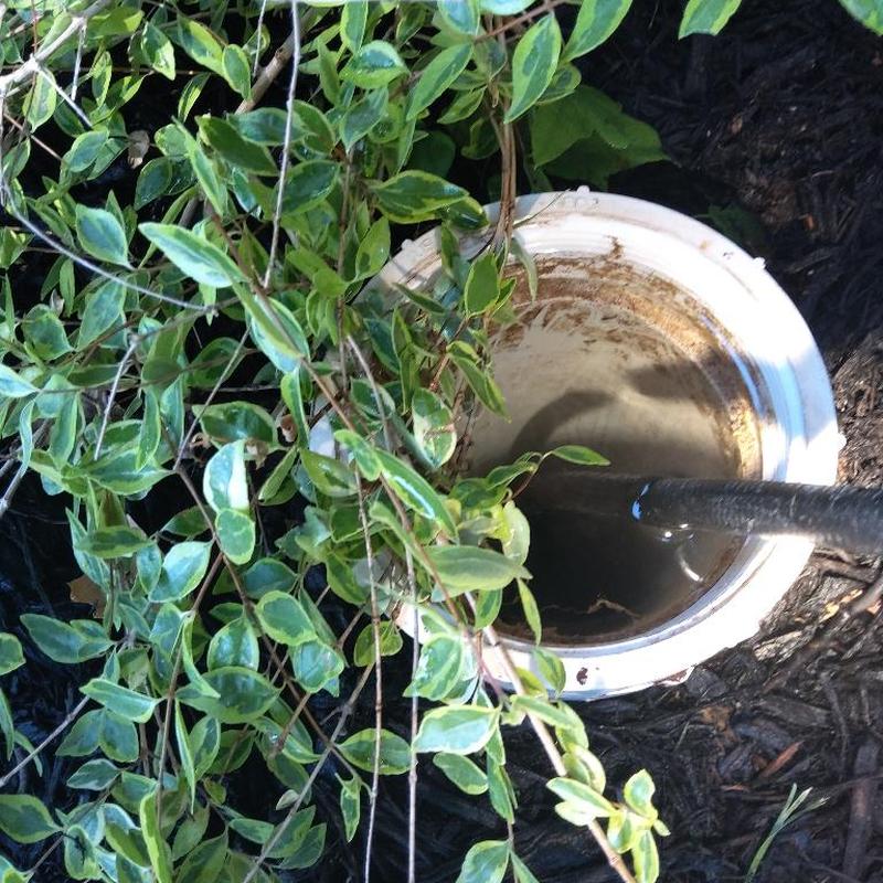 Sanitary sewer cleanout with inspection snake and foliage