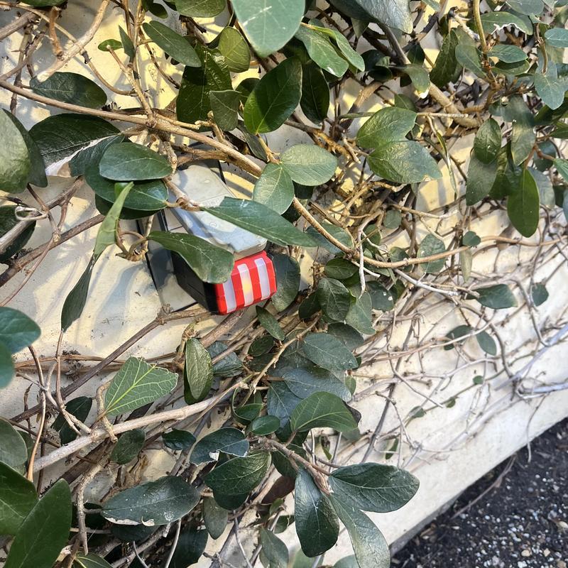 Exterior electrical outlet covered by vines on wall
