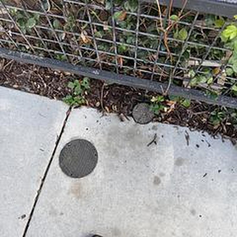 PVC sewer line with tree root obstruction outdoors