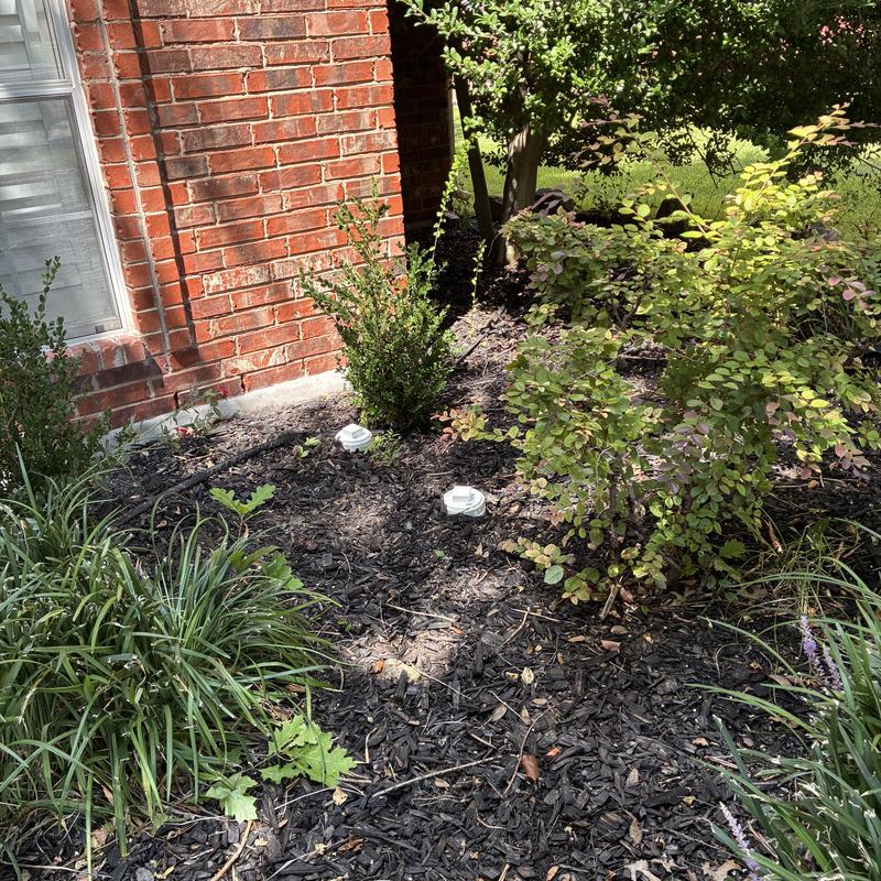 Sewer cleanout caps in mulch bed near house brick wall