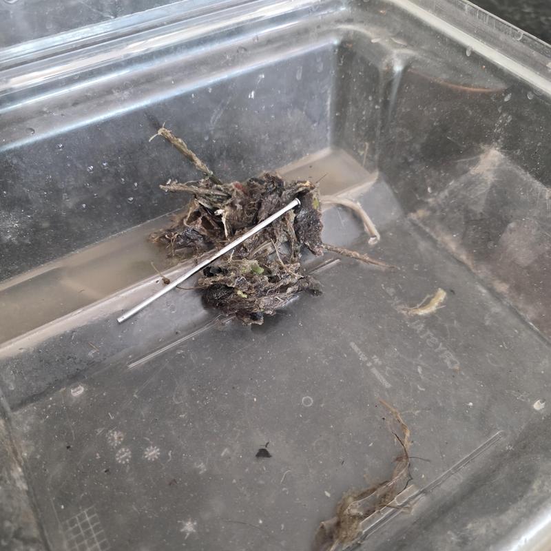P-trap debris and hair clog removed from kitchen sink