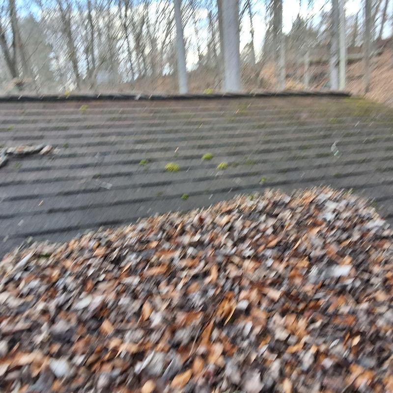 Asphalt shingle roof with leaf debris and moss growth
