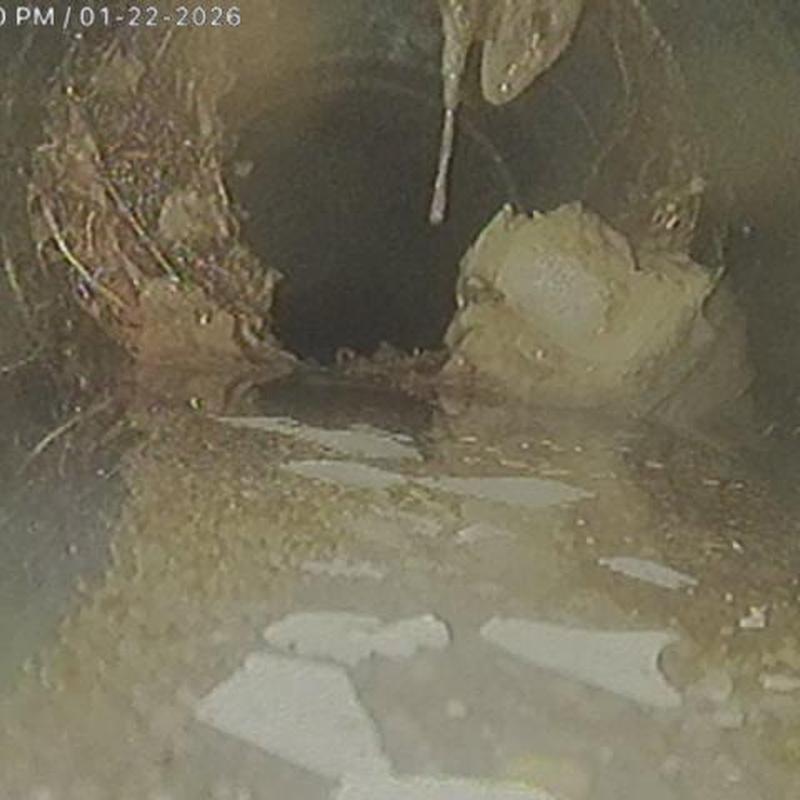 Sewer pipe with tree root intrusion and standing water