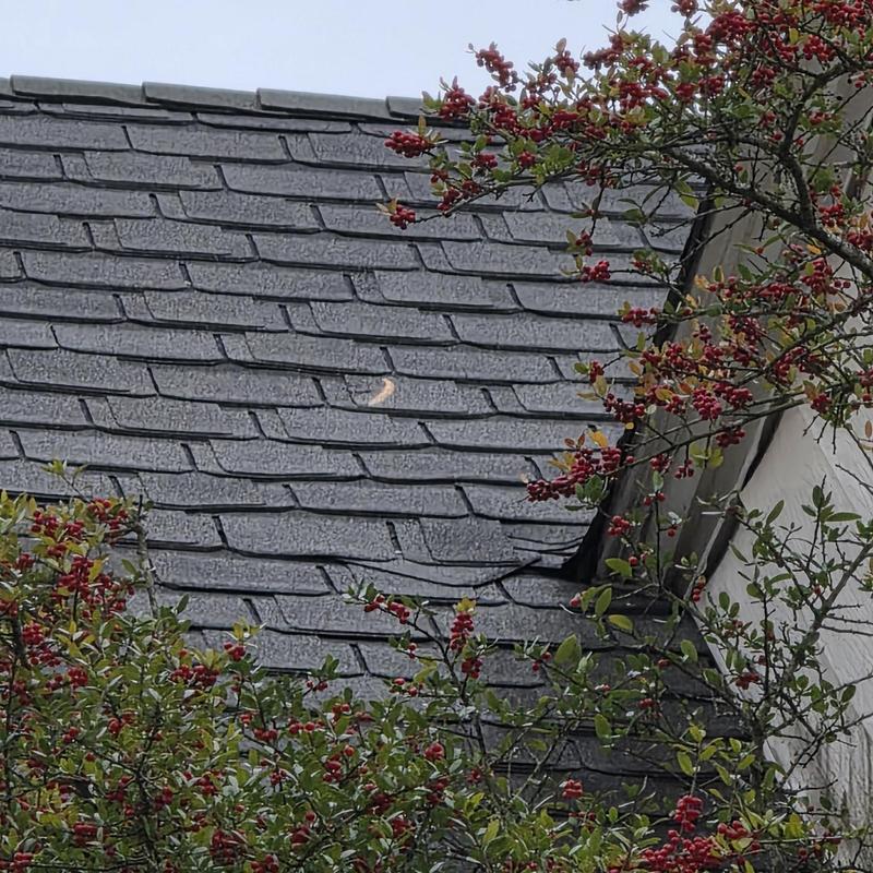 Asphalt shingle roof with visible damage and surrounding foliage