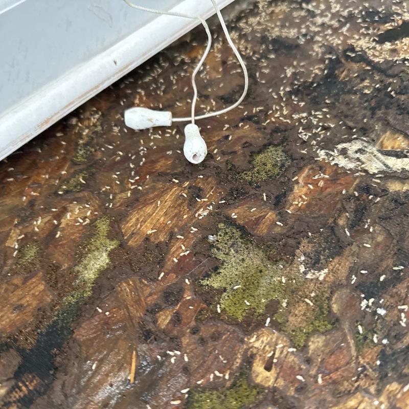 Plywood subfloor with mold and termite infestation