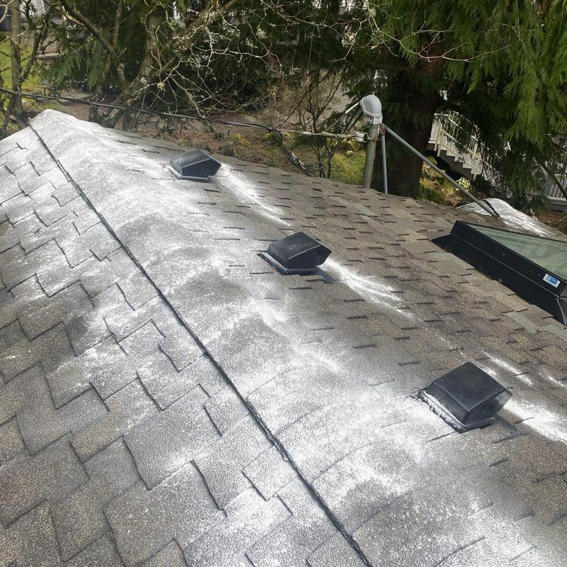 Roof moss treatment powder applied on asphalt shingles