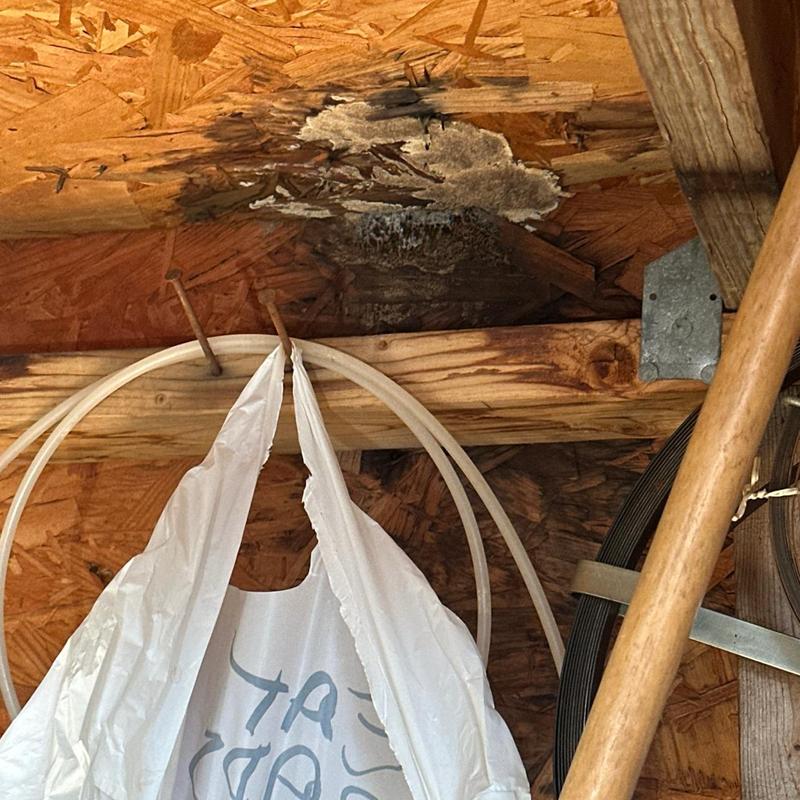 Shed roof plywood with mold and water damage Shed roof plywood with mold and water damage