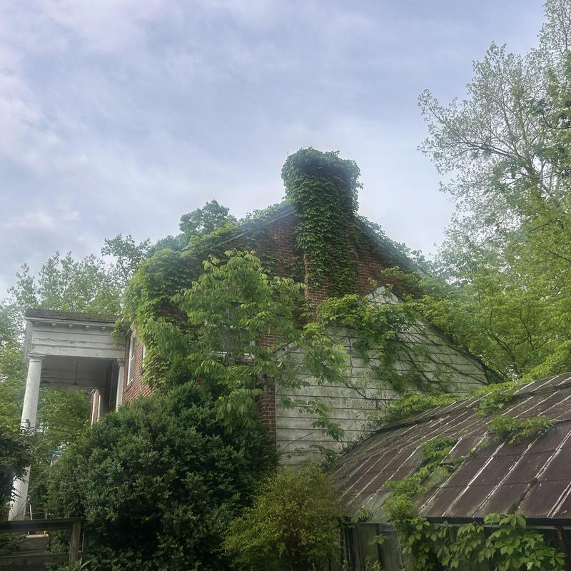 Roof and chimney overgrown with vines on old house