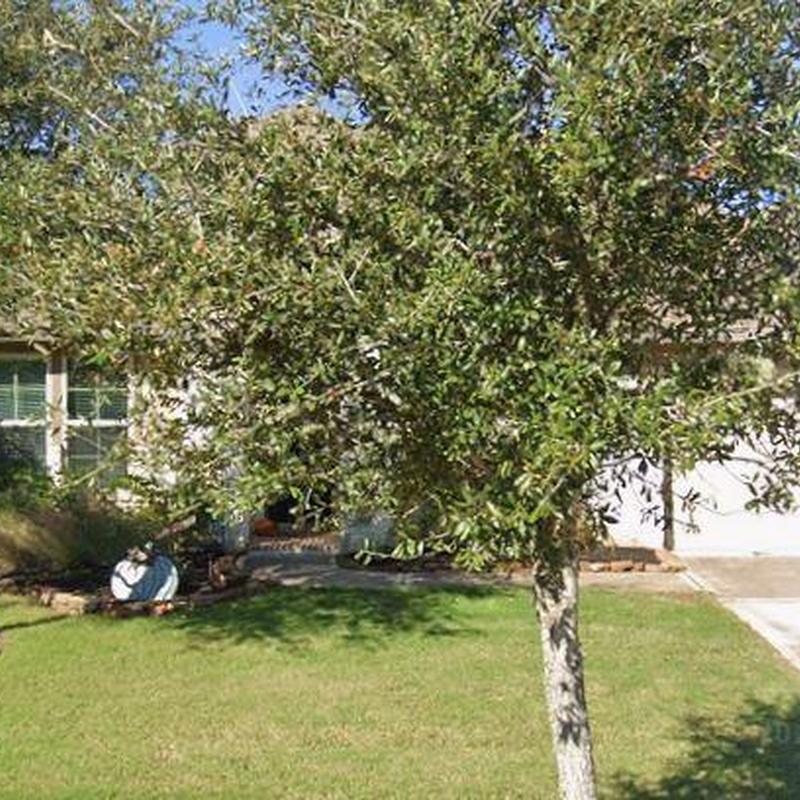 Residential front yard with mature tree and lawn