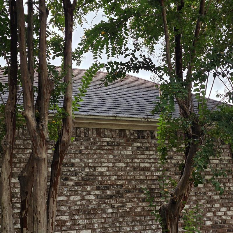 Asphalt shingle roof with hail damage, trees nearby