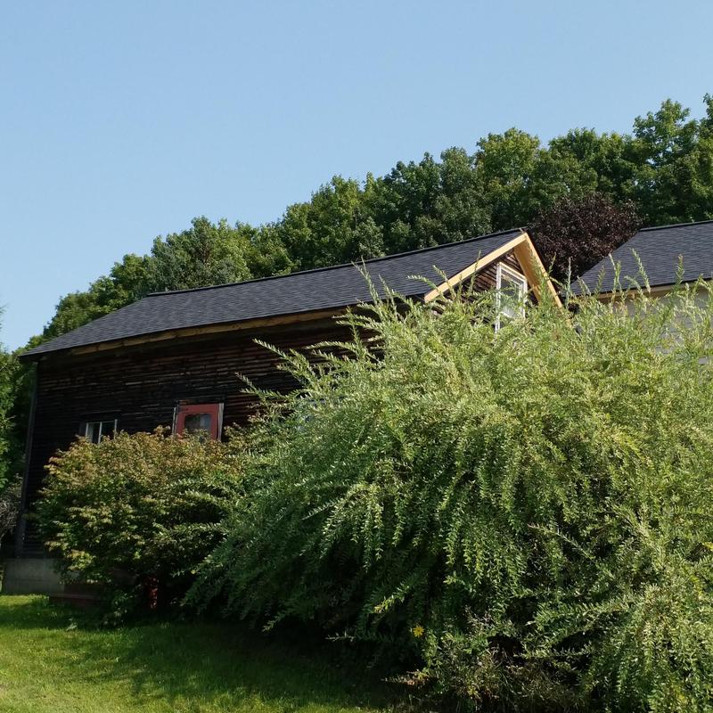 Asphalt shingle roof on residential home with greenery