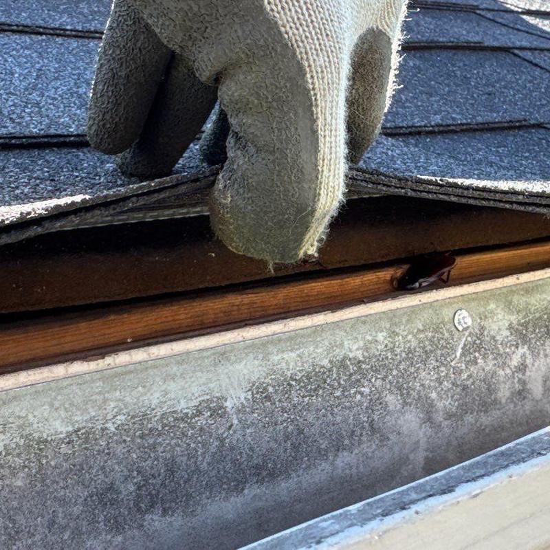 Roof shingle lifted for hail damage inspection
