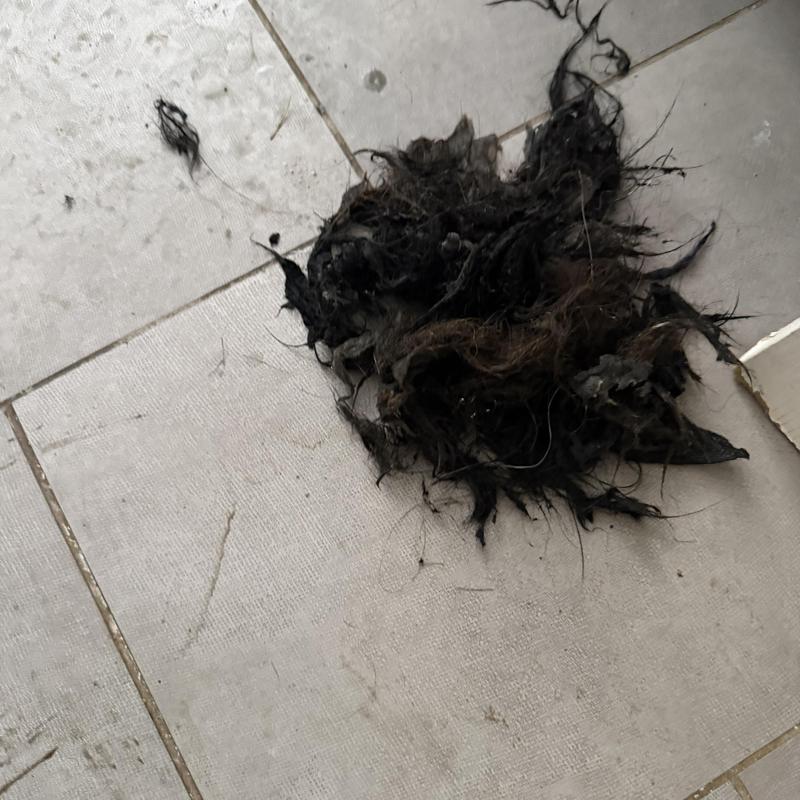 Sewer line roots removed from clog on tiled floor