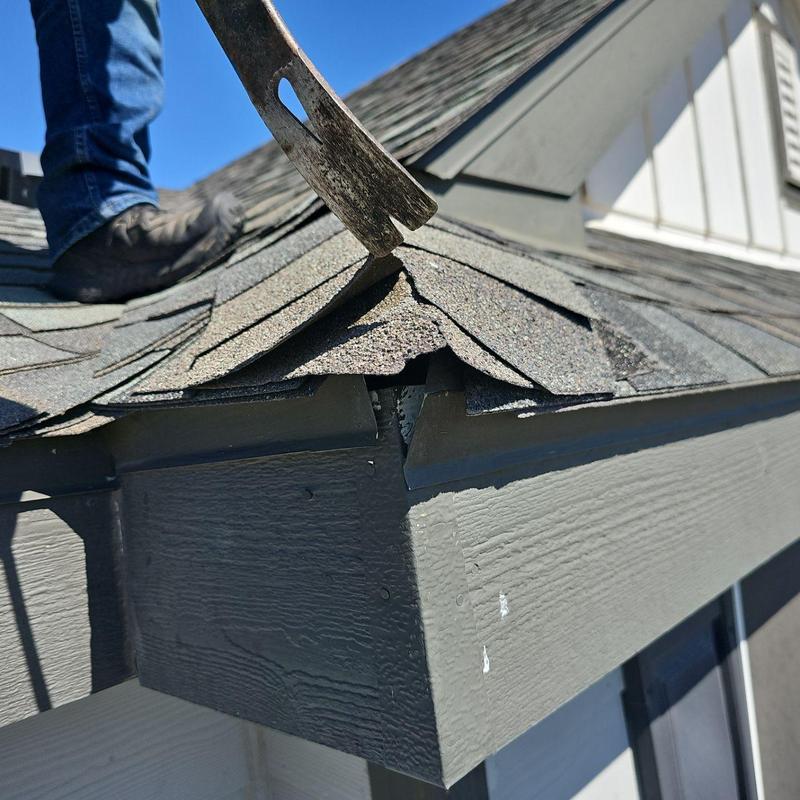 Shingle roof ridge cap lifted for inspection Shingle roof ridge cap lifted for inspection