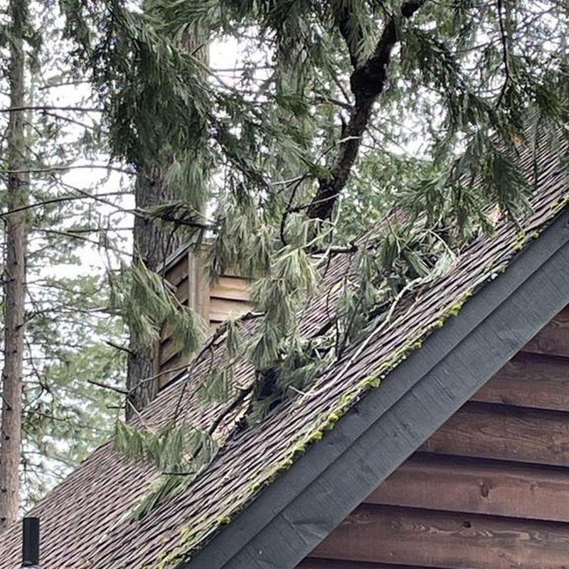 Tree branch on cabin roof with moss buildup