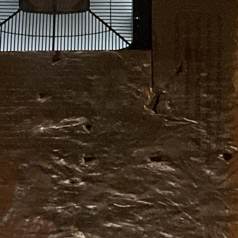 Ceiling wood framing with water damage and mold