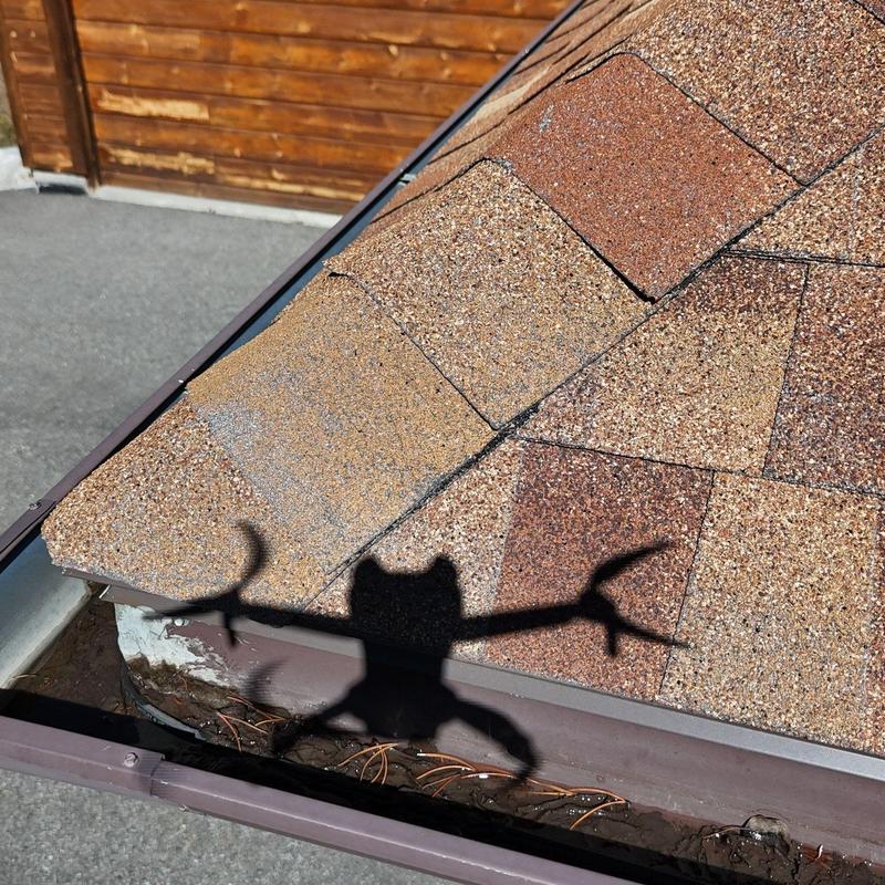 Asphalt shingle roof with separated damaged shingles
