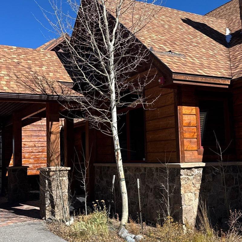 Asphalt shingle roof with ice dam damage
