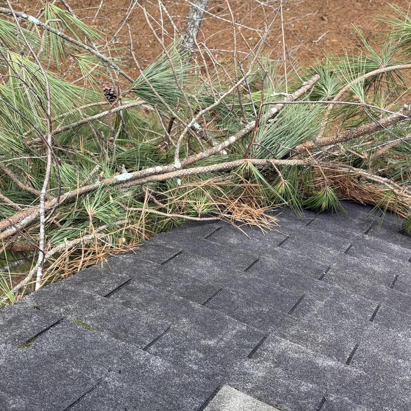 Roof shingles with pine branches and debris above